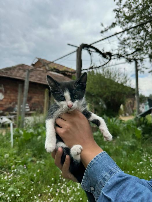 Подарявам  Котенца