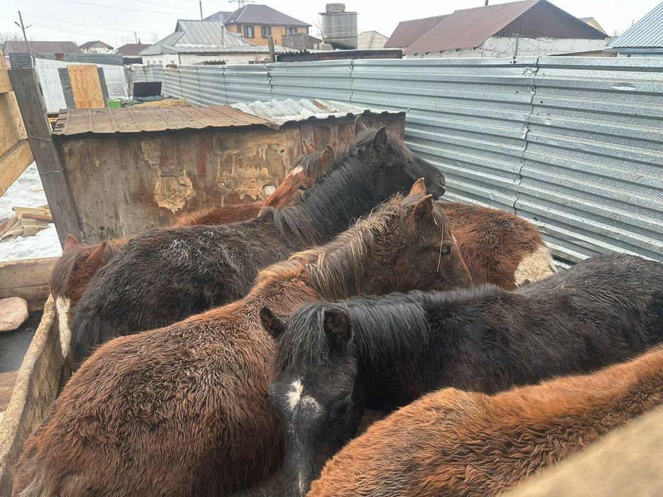 Продам тайлар жемде тұр