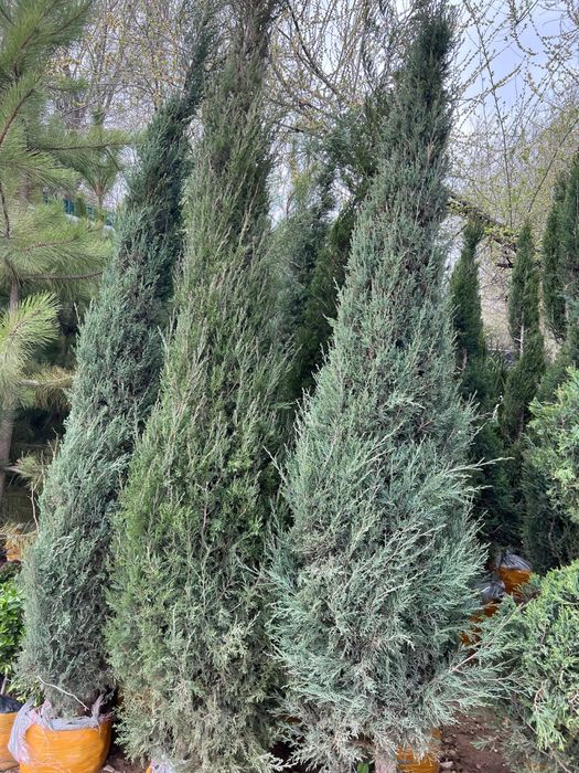 Gazon ekish va tayyor gazon bosish Landshaft Dizayner