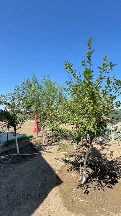 Продаю дом Таскала3 мкр Кайнар