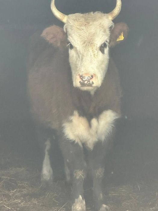 Продам коров 4 голов