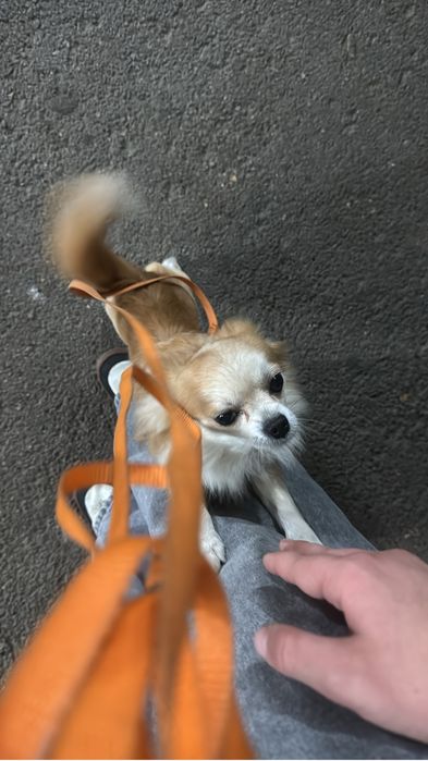 Отдам чихуахуа с доками