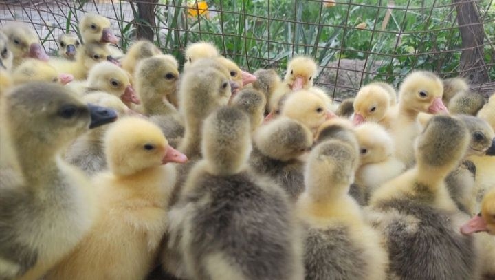 Ğoz jõlari bor kmga kere bõsa yozsin