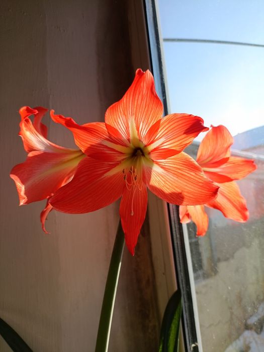 Комнатный цветок