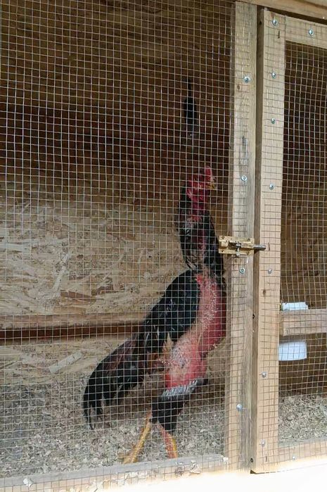 Продается бойцовый