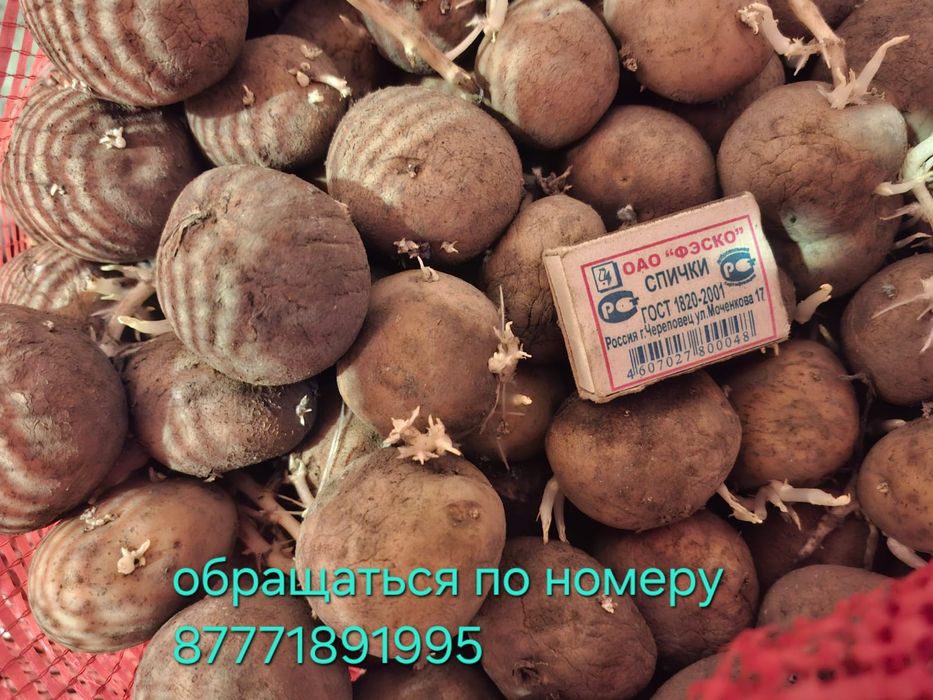 Продам семеной картофель