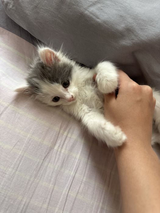 Кошка около 3 месяца в добрые руки