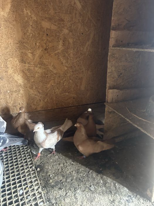 Jucatori de amara si pana simpla