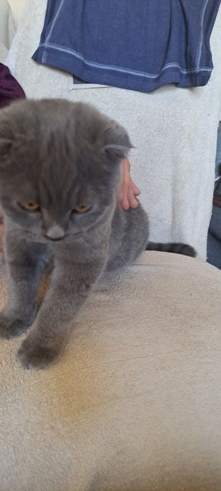 Кошка выслоухая шотландская