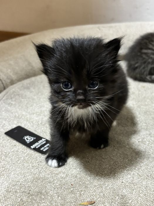 Котята полувеслоушки
