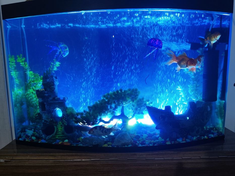 Akvaroium 100 litr,baliqlari ,ichidagi barcha aksessuarlar bilan