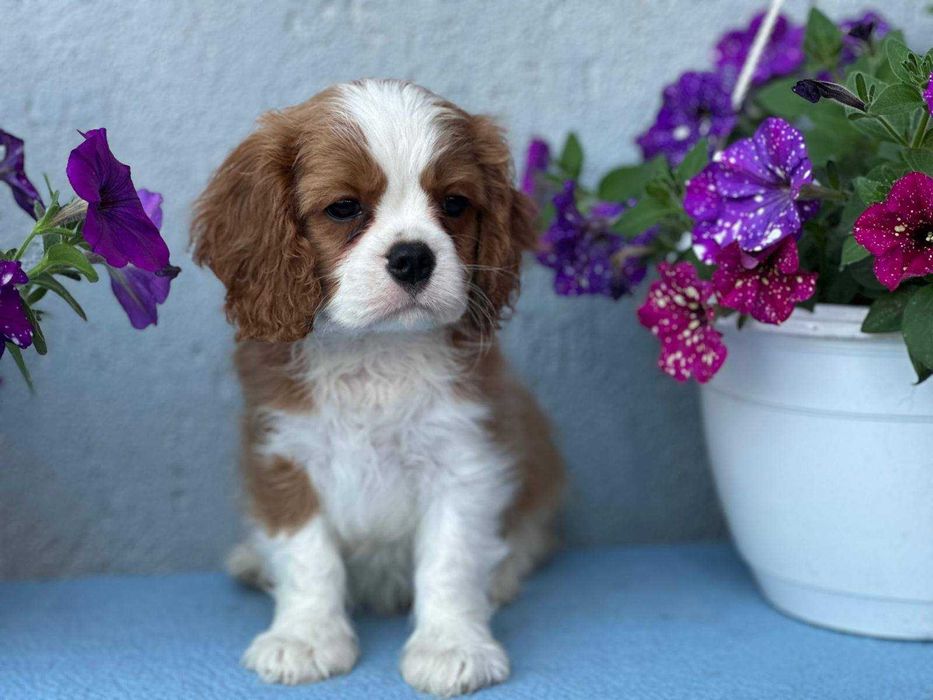 De vanzare mascul deosebit din rasa Cavalier king charles spaniel