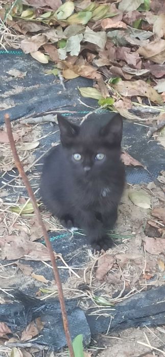 Подарявам котенца