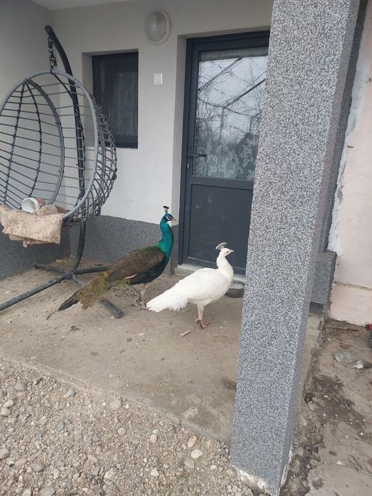 Vând familie de păuni