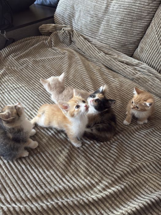 Отдам котят в хорошие руки