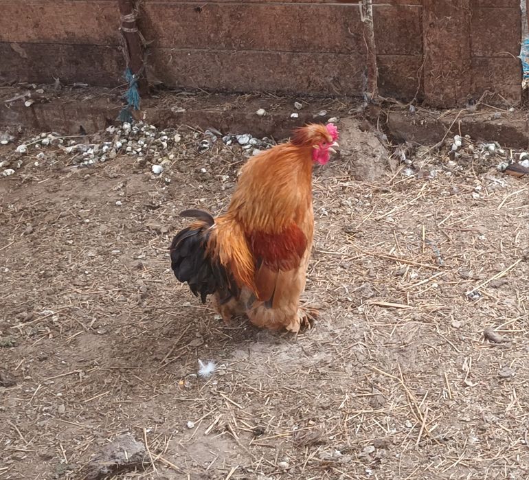 Vând doi cocosi cochinchina pitic