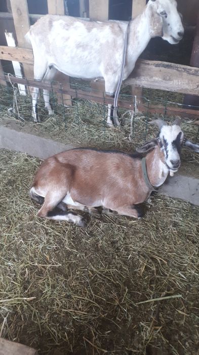 Продам  козу англо нуби .Покрытая.