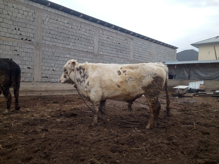 Осы бука сатилади 780минг