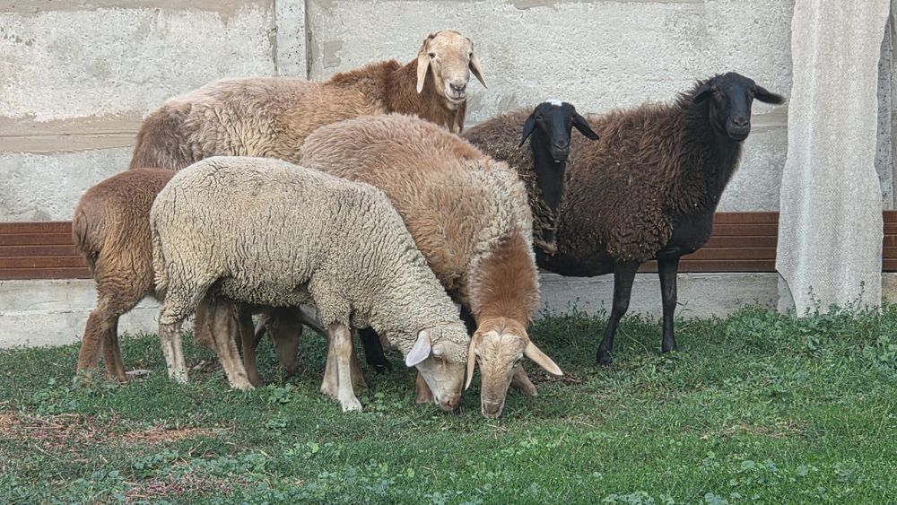 Продам боранов  кошкар арашановский