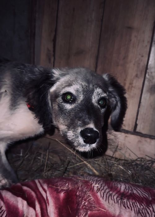 Ургашы тазы кушик сатылады