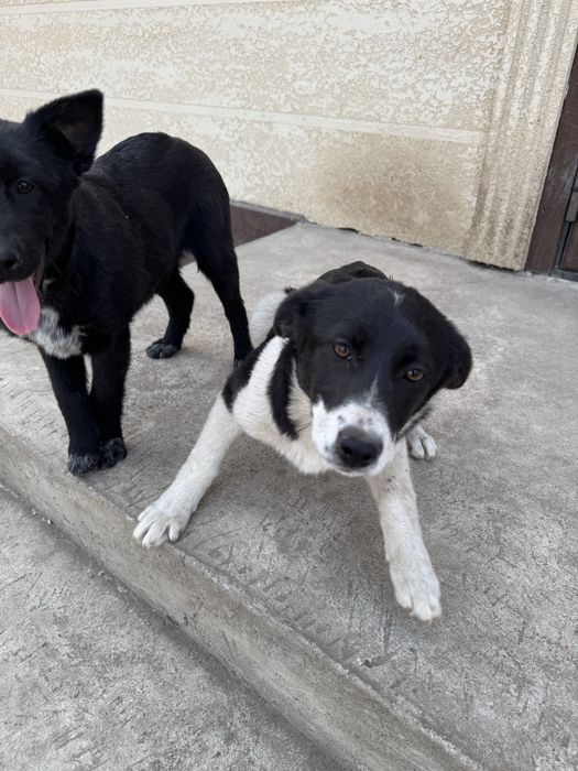 Отдам в добрые руки