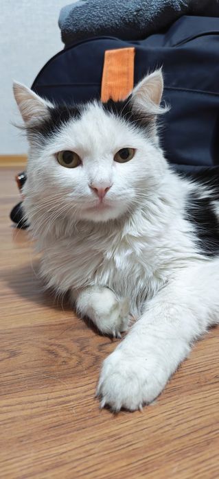 Отдам отличного кота