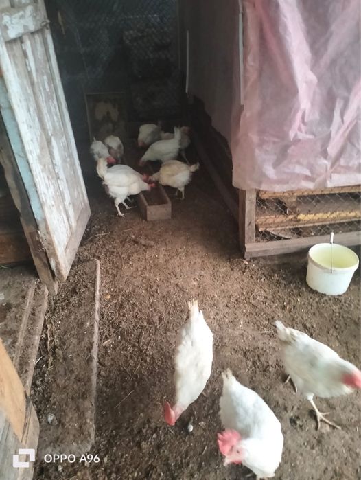 Продадим курей несушек