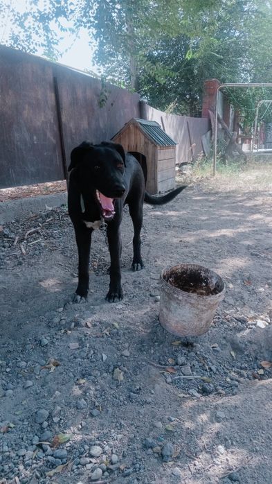лабрадор кабель 1 год