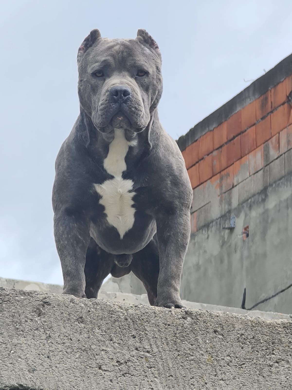 American bully standard cu pedigree abkc Terova • OLX.ro