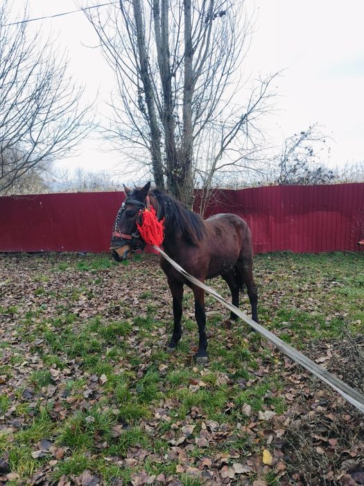 Vând armăsar de 3 ani