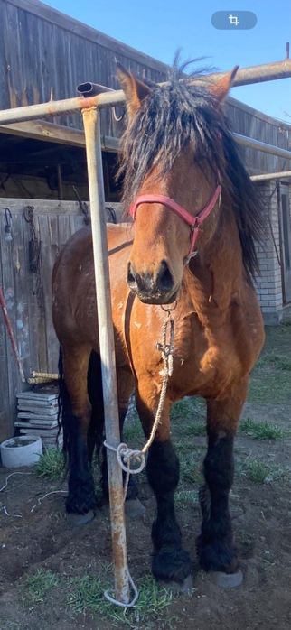 Жеребец Владимирский Тяжеловоз 7 лет