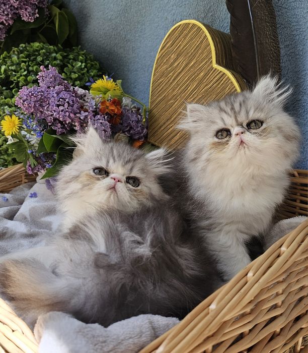 Персийски котенца