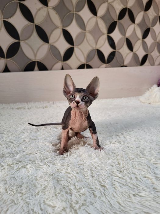 Донские Сфинксы.