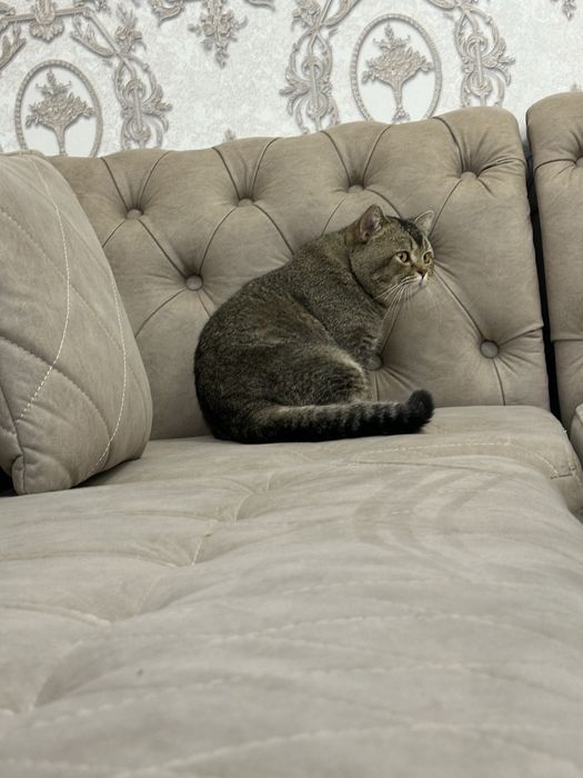 Продаётся красавчик шиншилла