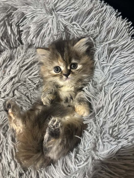 Персийски котенца