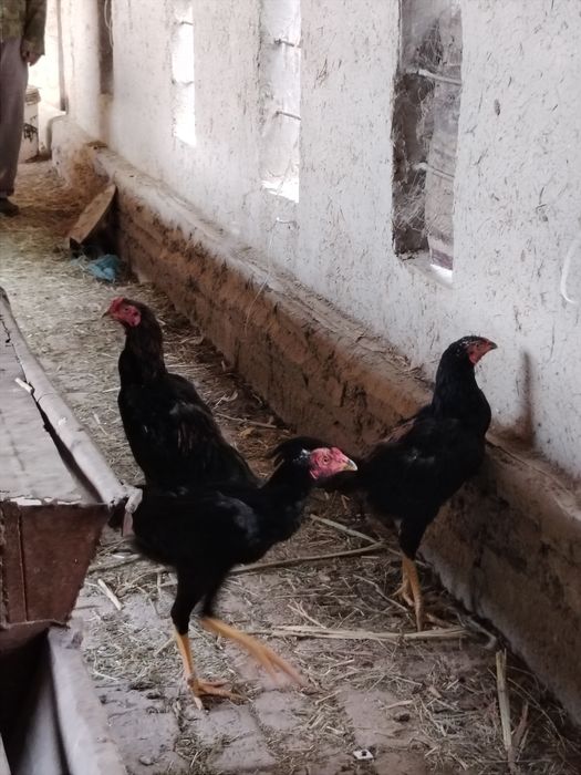 Xoroz sotiladi kulangi toza zot 5oylik