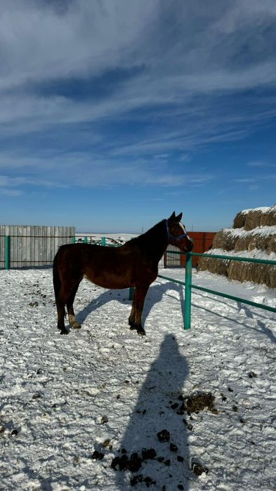 Продам кобылу рысачка 2017 года