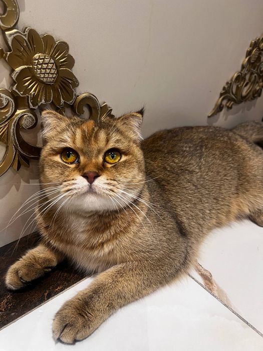 Британский золотой шиншилла 1год