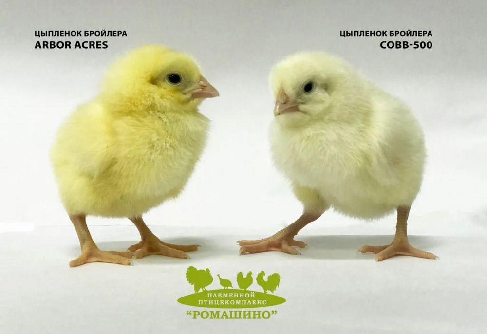 Цыплята бройлеры