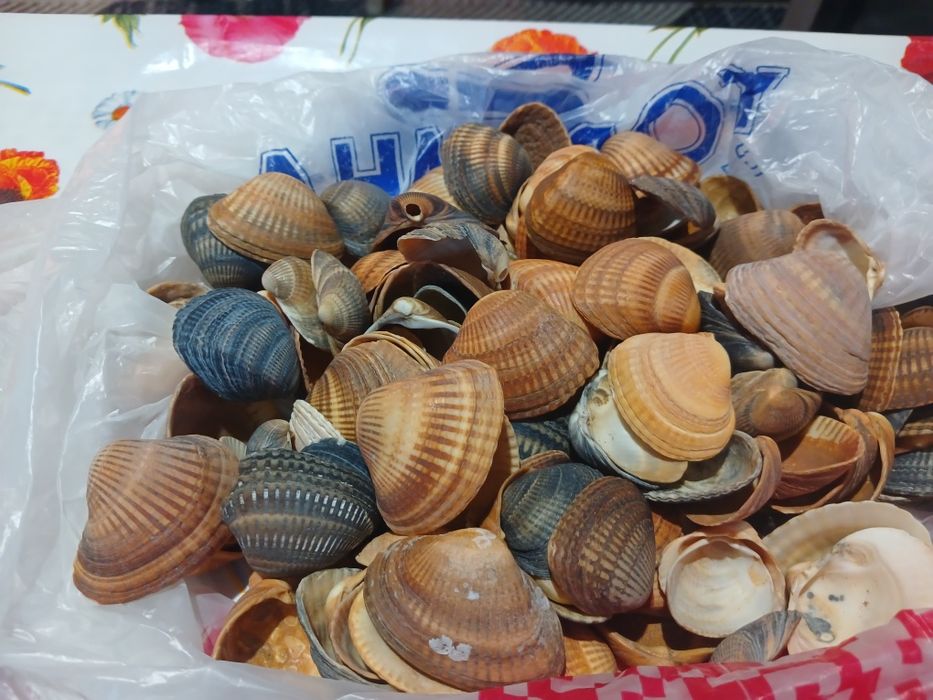 Продаю ракушки морские