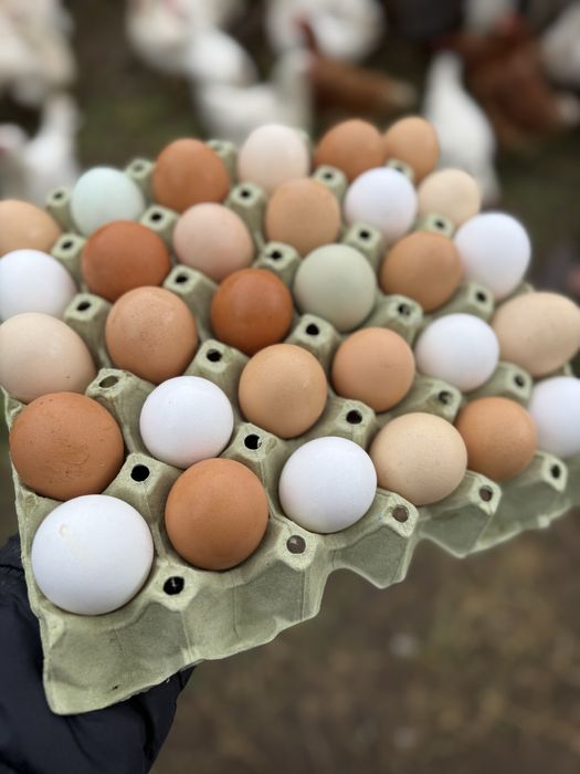 Домашни пресни яйца