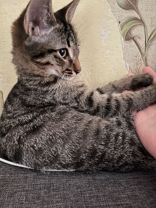 Отдам в добрые руки, срочно!