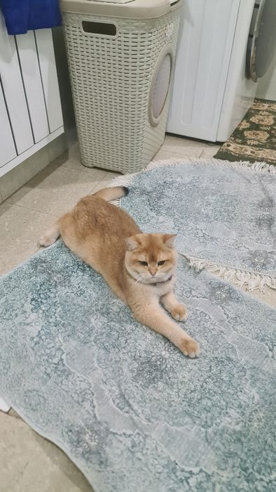 Продаю золотая Шиншилла ny12