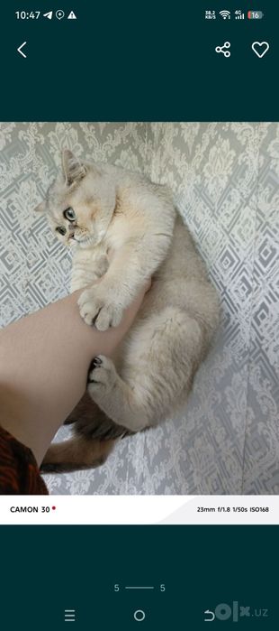 Britanskiy shinshilla