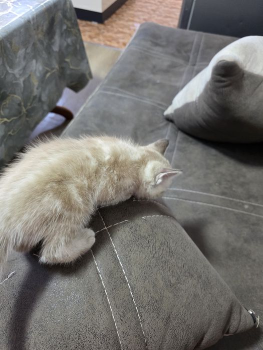 Продается котенок