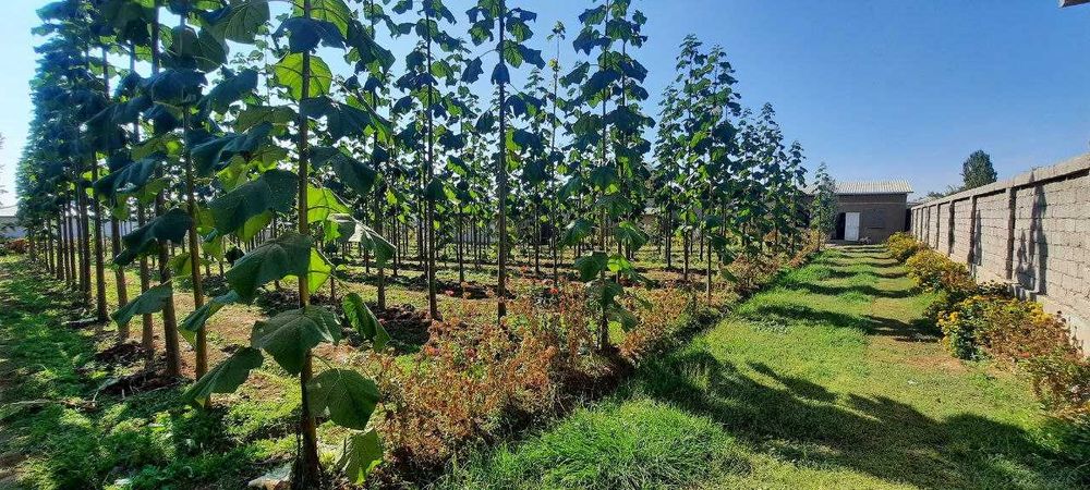 Срочно Продается Участок в Пскенте Цена Договорная.