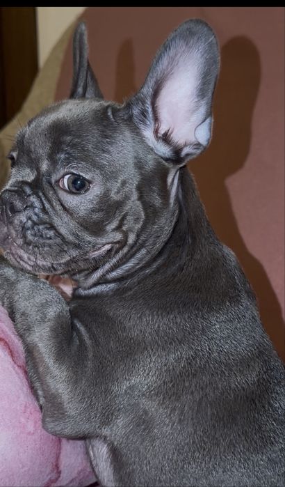 Buldog francez fetita rasa pura