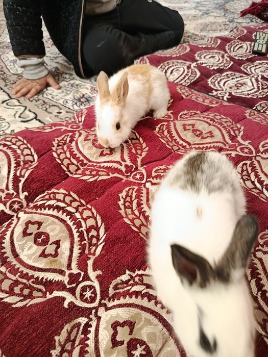 Грызуны кролики великан Калифорния