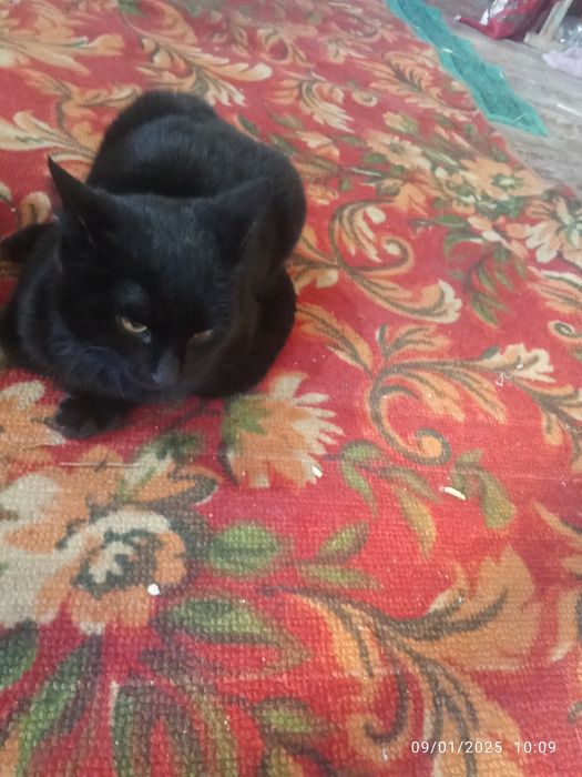 Mushuk sotiladi narhini kelishamiz