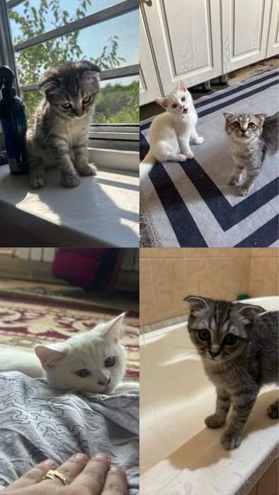 Котята 3 месяц туркиангора и скоттиш фолд